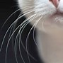 whiskers 的图像结果