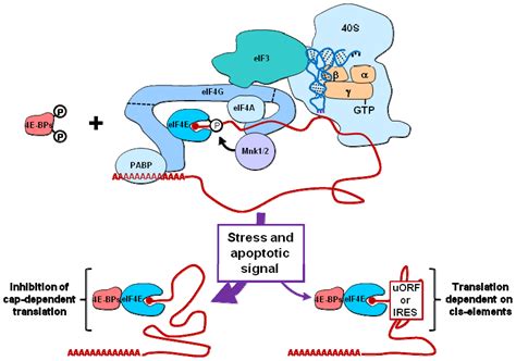 Changes in Translational Control after Pro-Apoptotic Stress
