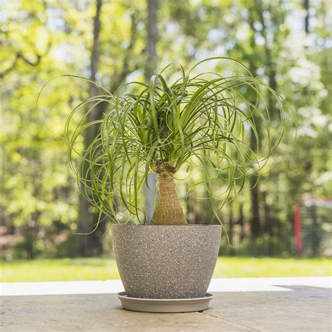 Ponytail Palm - House and Patio Trees from the Arbor Day Tree Nursery ...