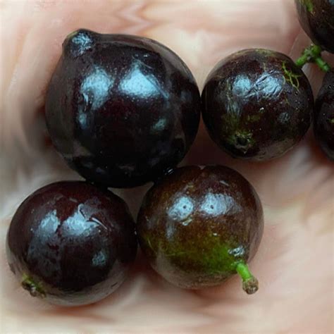Jaboticaba Caipirinha Fruit Plant (Plinia sp. Caipirinha): The Bonsai ...