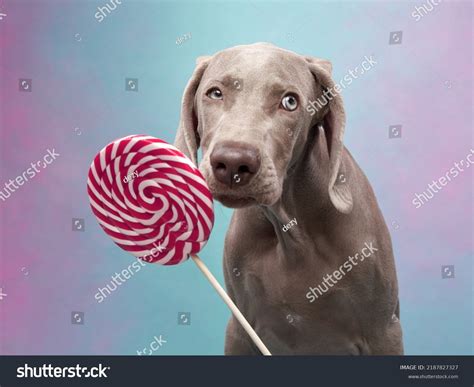 Funny Dog Licks Lollipop Happy Weimaraner Stock Photo 2187827327 ...