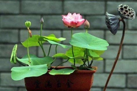 碗莲的种植方法 - 花百科