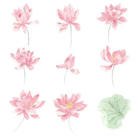 Pink vintage lotus watercolor flower and leaves | Premium Vector
