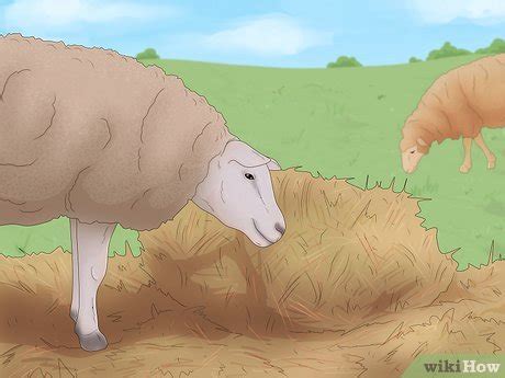 Sheep Care 的图像结果