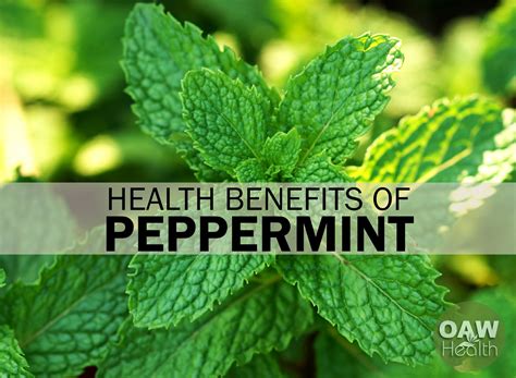 Discover the Surprising Health Benefits of Peppermint