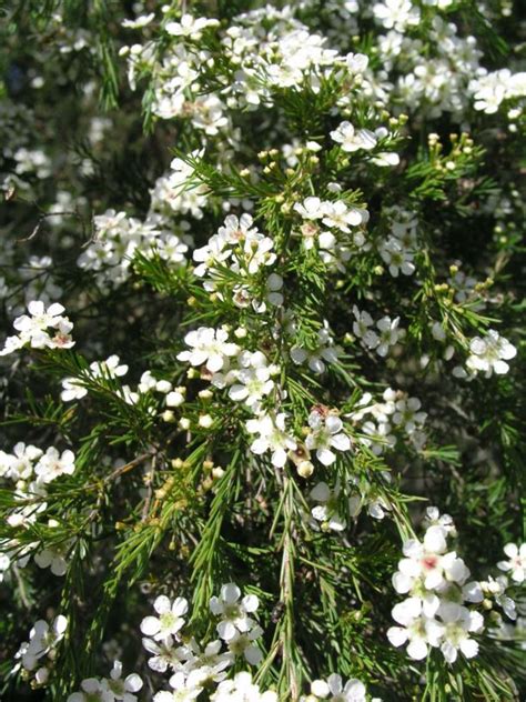 Baeckea linifolia - weeping baeckea | Royal Botanic Garden Sydney