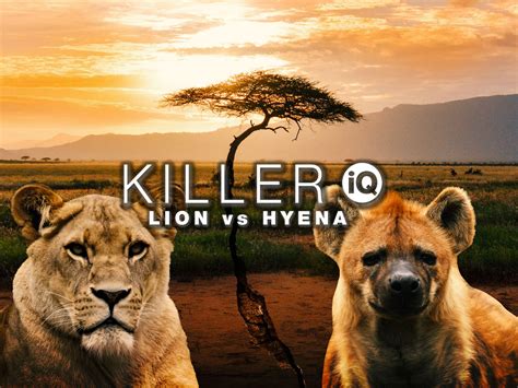 Male Lion Hyena Killer 的图像结果
