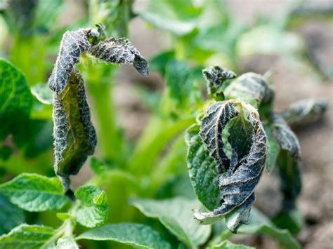 How To Handle Frost Damaged Potatoes