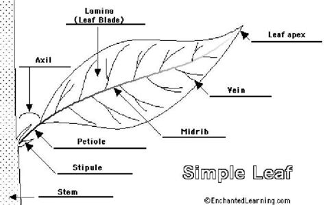 draw and label the parts of A leaf - Brainly.in
