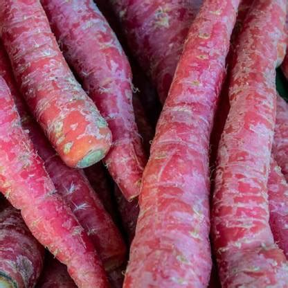 RUDAN Carrot Red Long Seed Price in India - Buy RUDAN Carrot Red Long ...