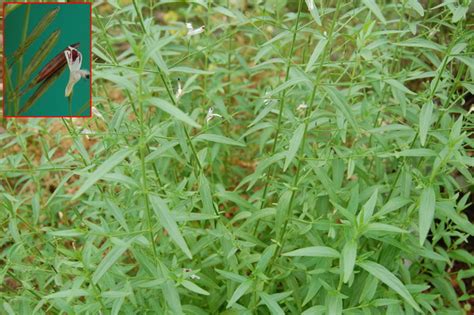 PLANTS-HISTORY OF AYURVEDA | Ayurvedic Medicinal Plants