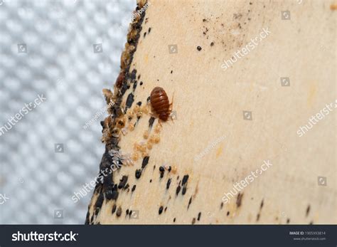 Bed Bugs Bedbug Eggs Blood Larvae Stock Photo 1905993814 | Shutterstock