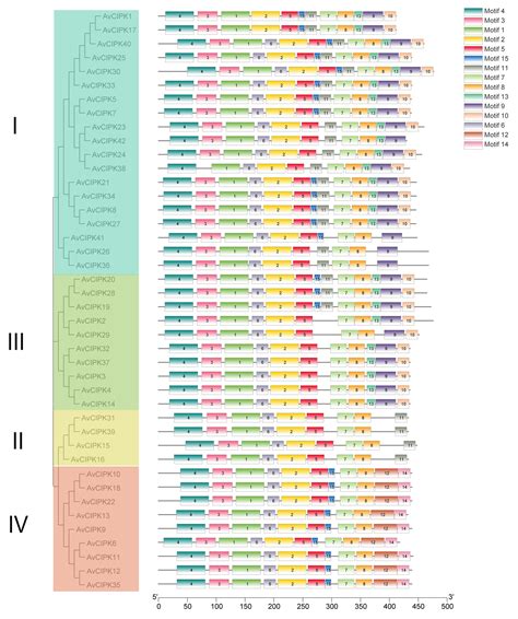 Transcriptome-Wide Identification and Functional Characterization of ...