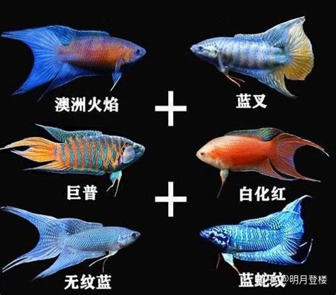 中国斗鱼进击观赏鱼国粹之路，和金鱼相比优势明显，等待时间沉淀 - 知乎