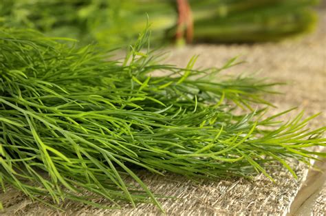 Fresh Dill Vs. Dried Dill - How Do They Compare? - SPICEography