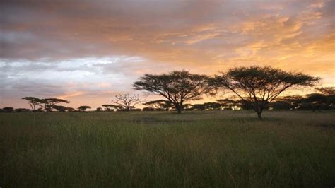 A new mathematical model explains how seed dispersal maintain savanna ...