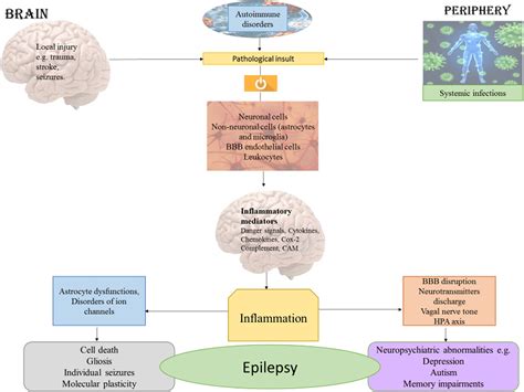 Inflammatory and immune mechanisms underlying epileptogenesis and epilepsy: From pathogenesis to ...
