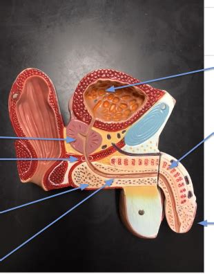 Image result for Male Reproduction Model