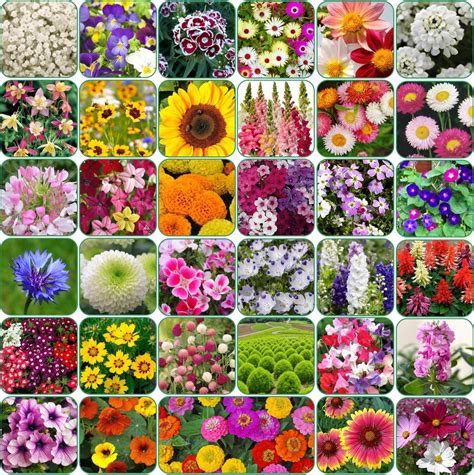 Kraft Seeds by 10CLUB Fresh Garden Flower Seeds (15 Packets, Mix Approx ...