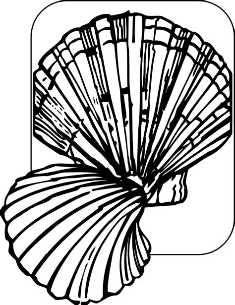 Image result for Shell Drawing Sheet