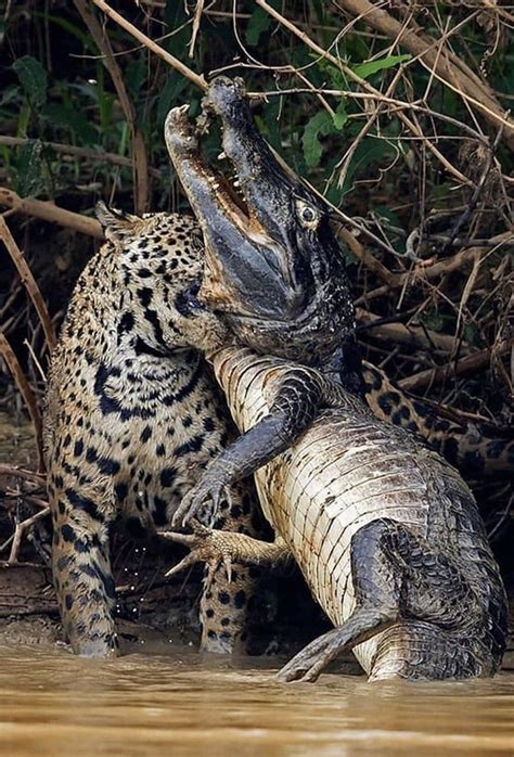 Pin by Alfredo Perrelli on Natura, fauna | Jaguar animal, Jaguar, Animals