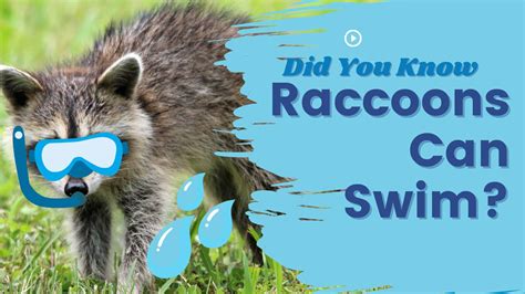 Interesting Facts About Raccoons Swimming - A-Z Animals