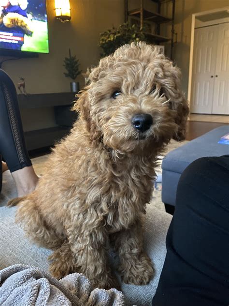 Phantom Colored Goldendoodle