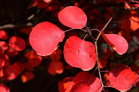 四川看红叶最好的地方，比北京香山红叶景区大180倍|红叶|香山红叶|雪山_新浪新闻