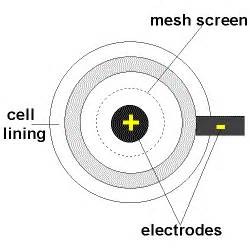 Downs Cell Diagram 的图像结果