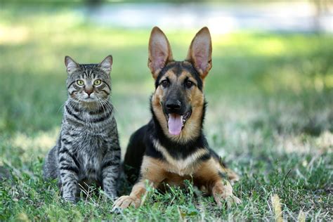 Which Cost More — Cats or Dogs? (And How to Save on Both) | Money Talks ...