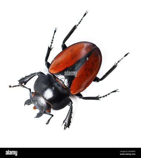 White And Black Beetles