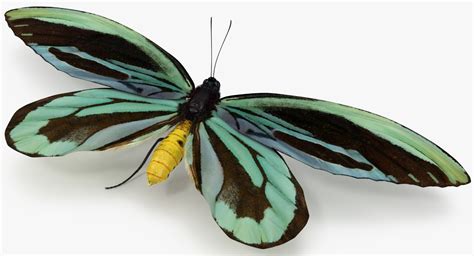 3D Queen Alexandras Birdwing Butterfly Model - TurboSquid 1165911