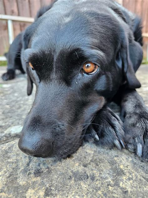 Image result for Beautiful Labrador