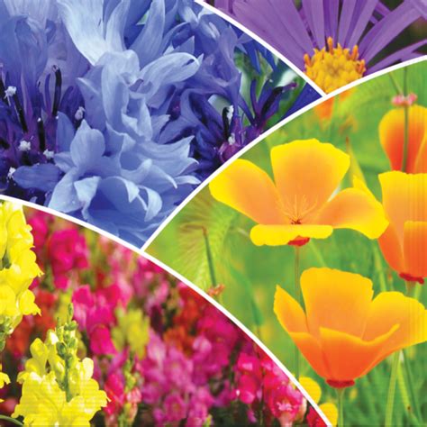 Planning Your Flower Garden in Time for Spring | Starke Ayres-Starke ...