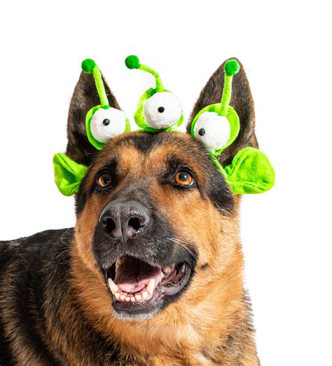 Image result for Alien Dog Costume