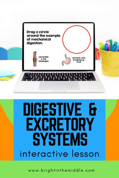 Image result for Lesson On Digestive System