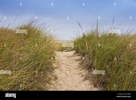 Cape Cod Beach 的图像结果