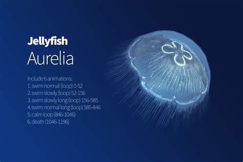 Aurelia Jellyfish