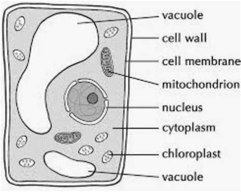 with the of a diagram ,describe the nation of a simple cell - Brainly.in