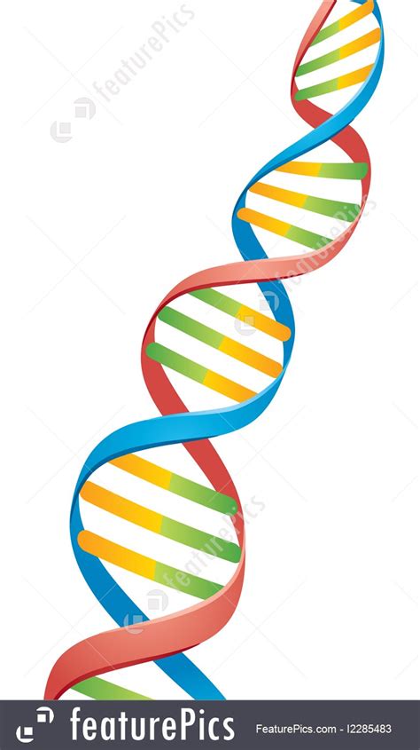 DNA Model Drawing 的图像结果