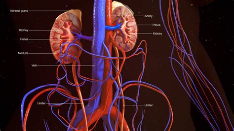 Kidney Function 的图像结果