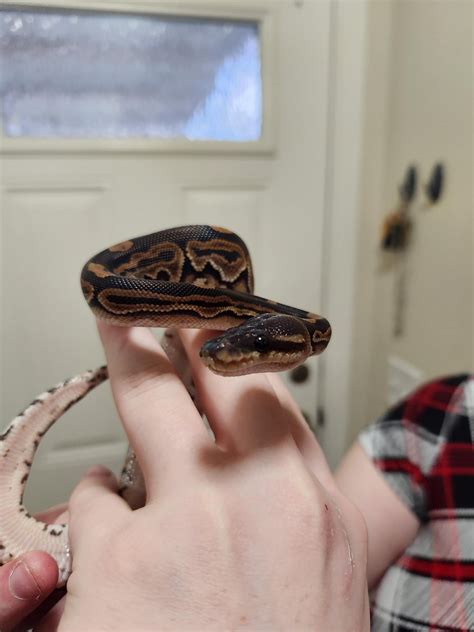 Image result for Beautiful Ball Python