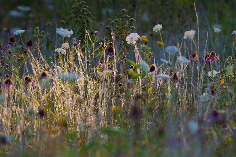 Temperate Grassland Biome Plants 6.2.8. Temperate Grasslands,