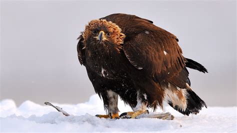 Wallpaper : wings, wildlife, bird of prey, bald eagle, beak, predator, wing, fauna, vertebrate ...