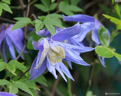 Княжик (Clematis atragene) - «Эффектный, обильно цветущий и ...