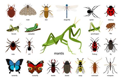Flight Structures in Insects 的图像结果