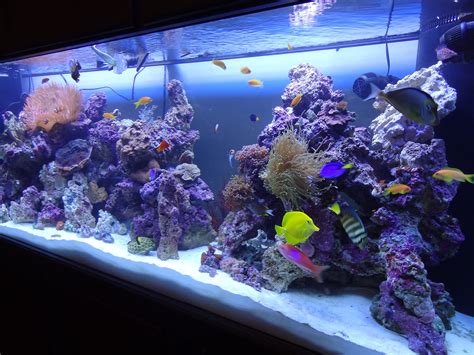 100 Gallon Saltwater Fish Tank Setup at Zachary Pamela blog