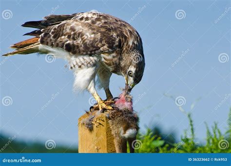What Does A Hawk Eat