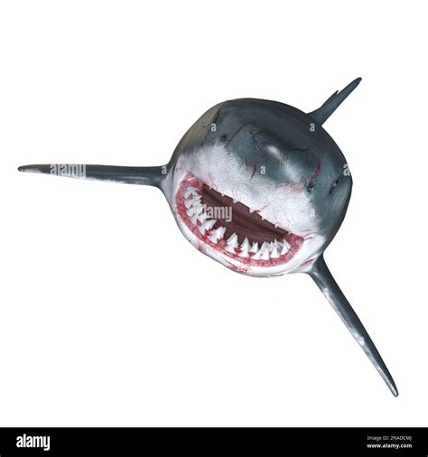 shark marine predator big open mouth. 3D rendering Stock Photo - Alamy
