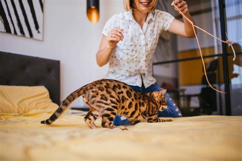 FLUTD in cats: symptoms, treatment and prevention
